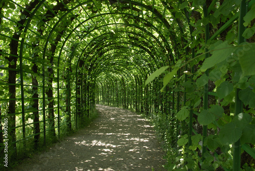 Tunnel de verdure #3992065