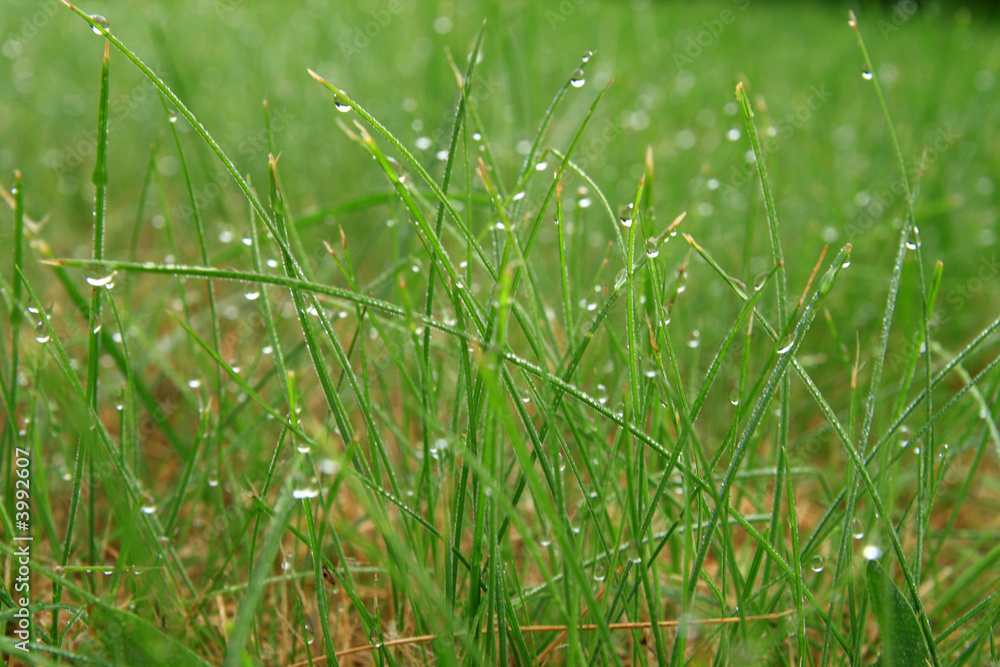 early morning drops early morning drops