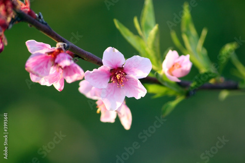 pink flowers