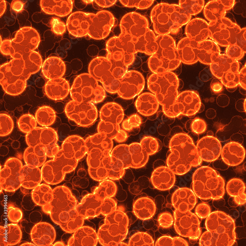 bacterial culture under microscope