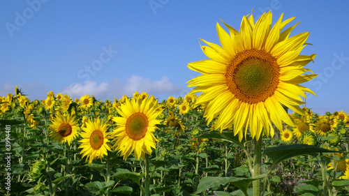 Tournesol
