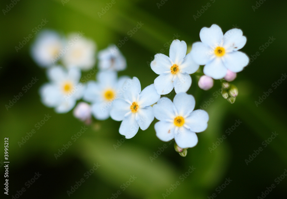 forget-me-nots