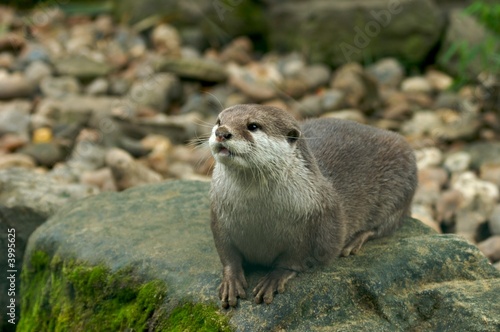 Otter resting on rocks