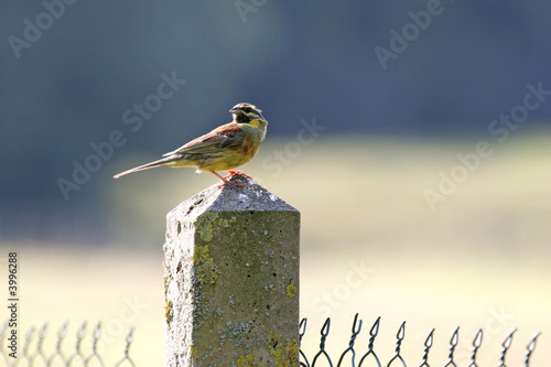 bird on a post of cloture