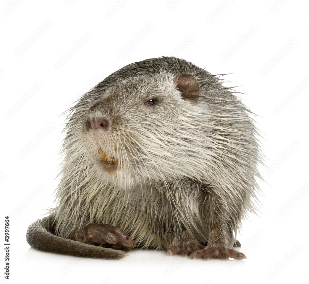 Coypu or Nutria (Myocastor coypus)