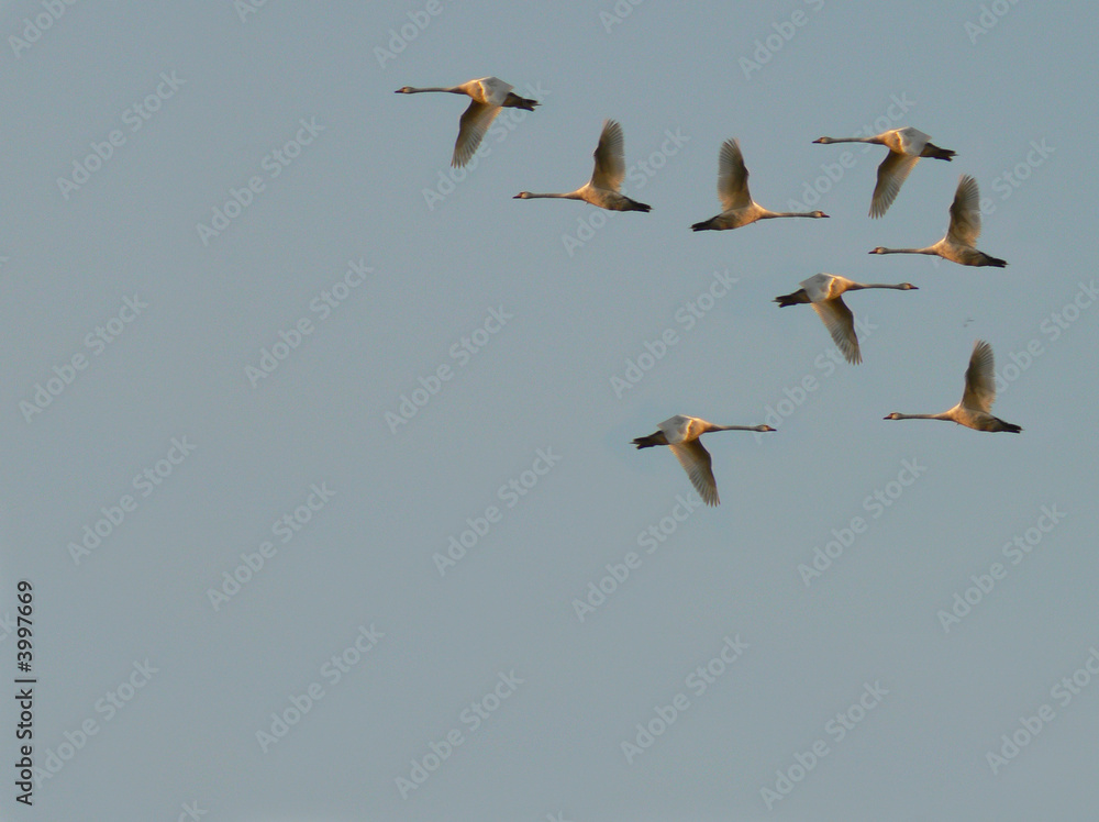 Obraz premium confused birds
