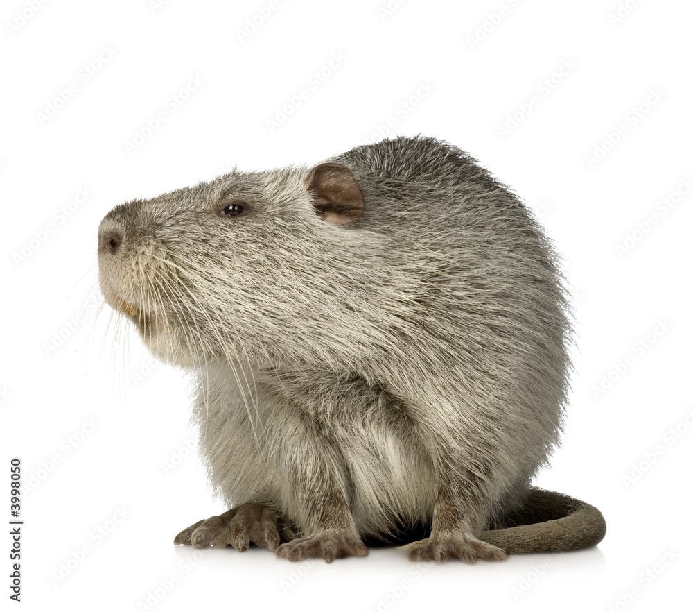 Coypu or Nutria (Myocastor coypus) Coypu or Nutria (Myocastor coypus)