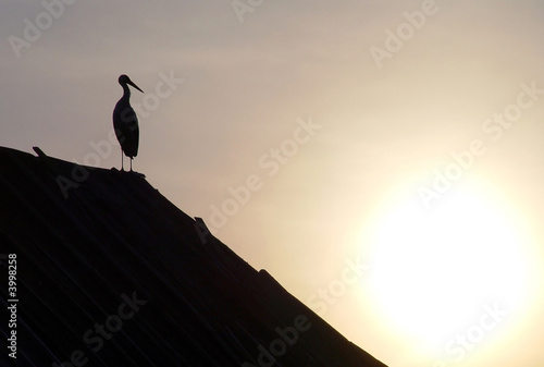 Sunset and stork