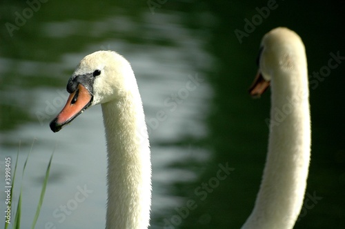 couple de cygnes