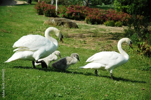 Famille cygne se promène