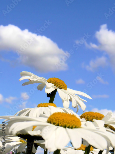 Marguerites