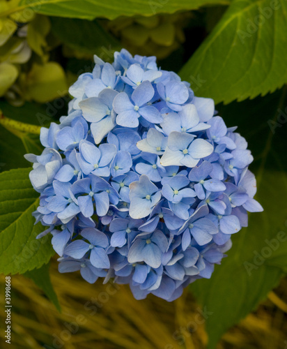 Ortensia Blu