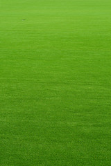 Perfect grass on the golf field