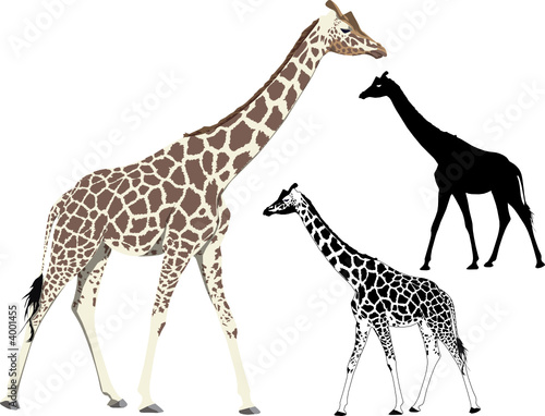 Vector illustration and silhouette of walking giraffe