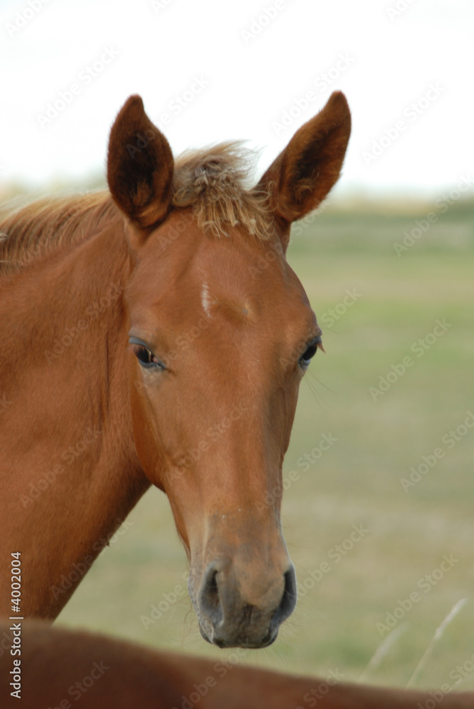 poulain dans une prairie poulain dans une prairie
