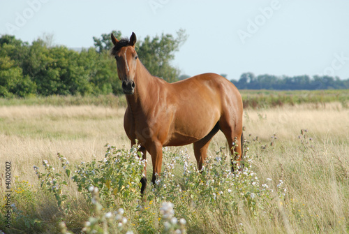 cheval dans une prairie