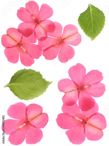 Pink flowers and leaves  isolated elements for your design 