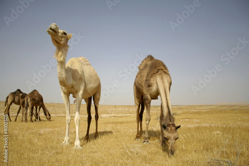 camel in sede boker desert  israel
