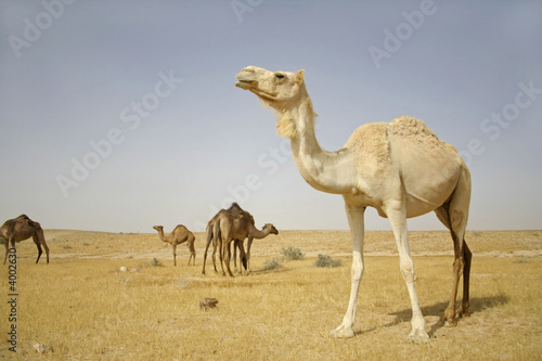 camel in sede boker desert  israel
