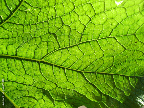 Underside Of A Green Leaf 8