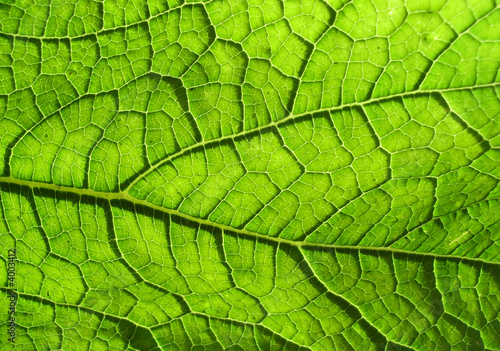 Underside Of A Green Leaf 9