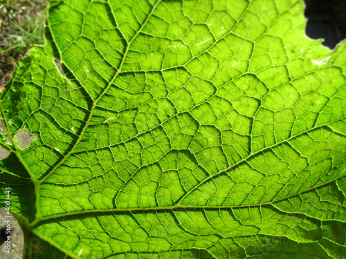 Underside Of A Green Leaf 10