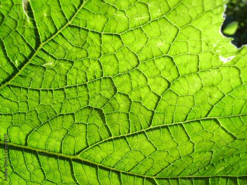 Underside Of A Green Leaf 11