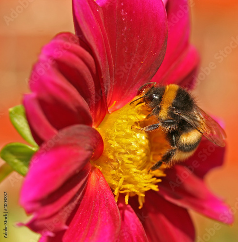 Honey bee on flower
