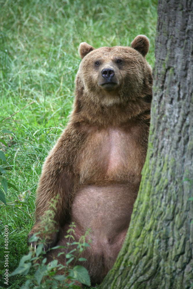 Fototapeta premium Braunbär