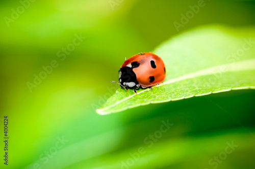 Ladybug © Stuart Monk