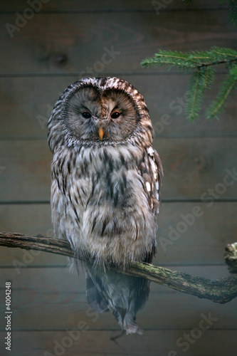 Habichtskauz photo