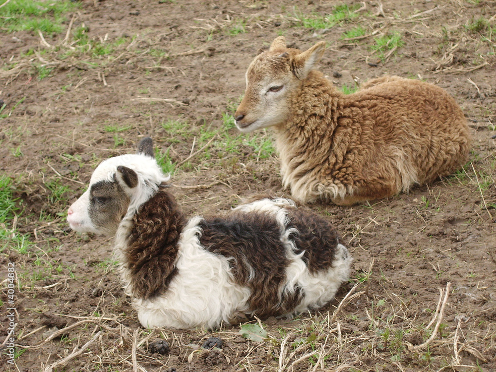 Ewe lambs, April (Soay) and Faith (Soay X Castlemilk Moorit) 