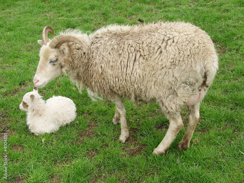 Canvas-taulu Soay ewe Pheobe and lamb Becky