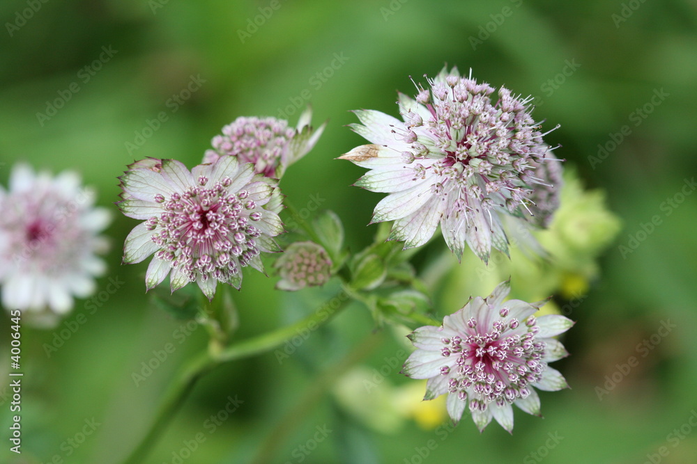 fleur fleur