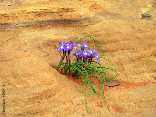 Desert Flowers