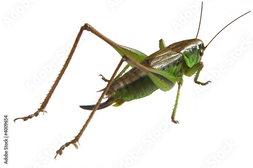 Green grasshopper in white background