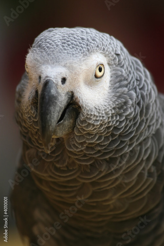 Perroquet - Gris du Gabon photo