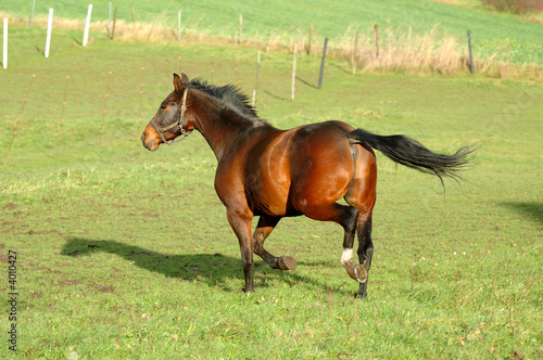 Fototapeta Naklejka Na Ścianę i Meble -  Horse on green grass