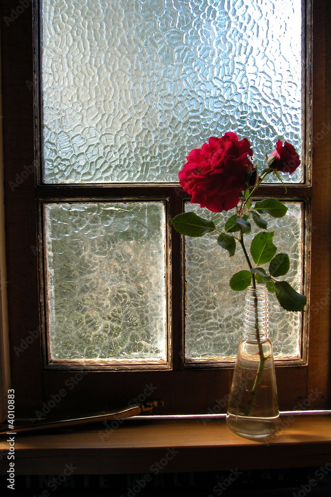 Fototapeta premium rose in vase on window sill
