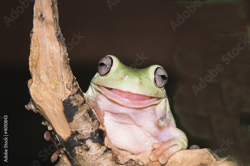 funny frog on black background photo