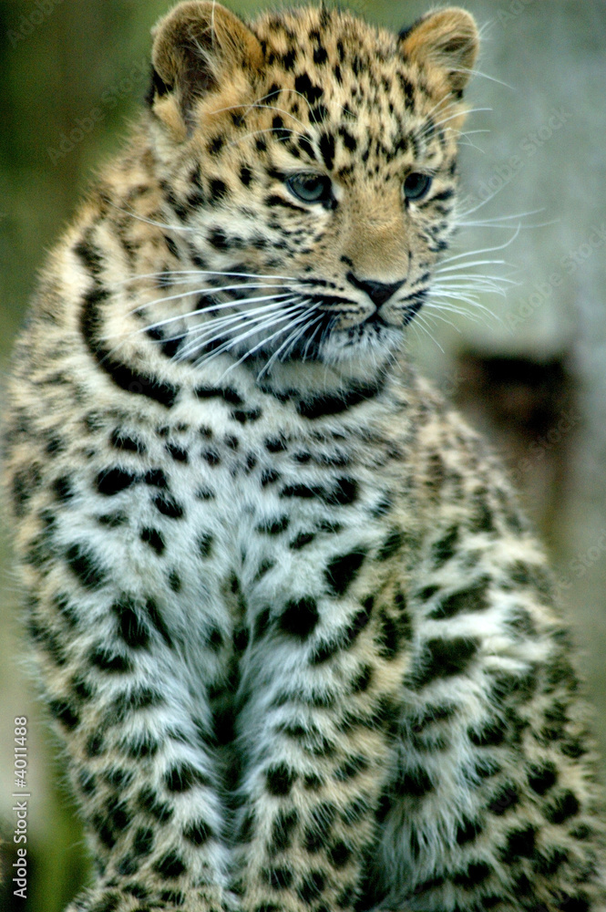 Fototapeta premium baby leopard