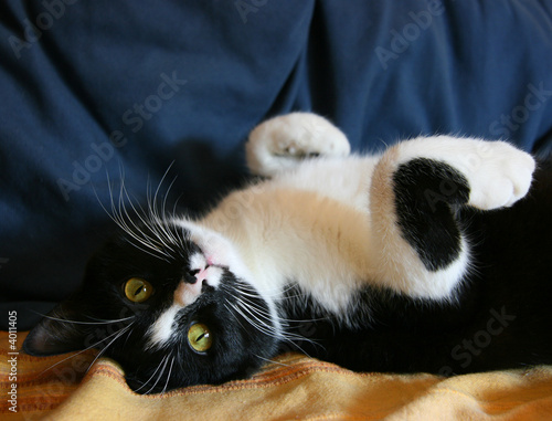 Quadro em tela Playful cat