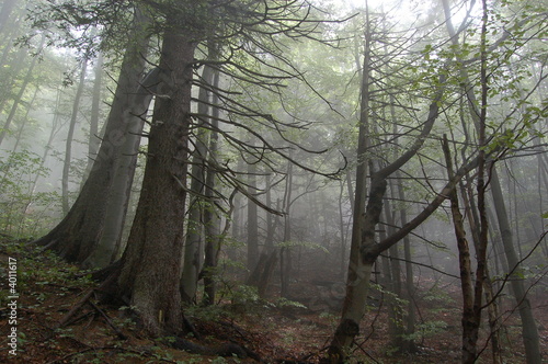 Misty forrest