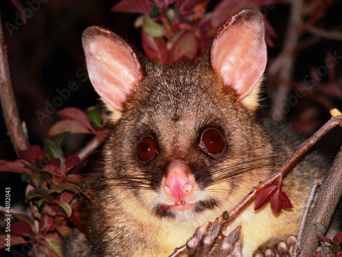 Brush tailed possum