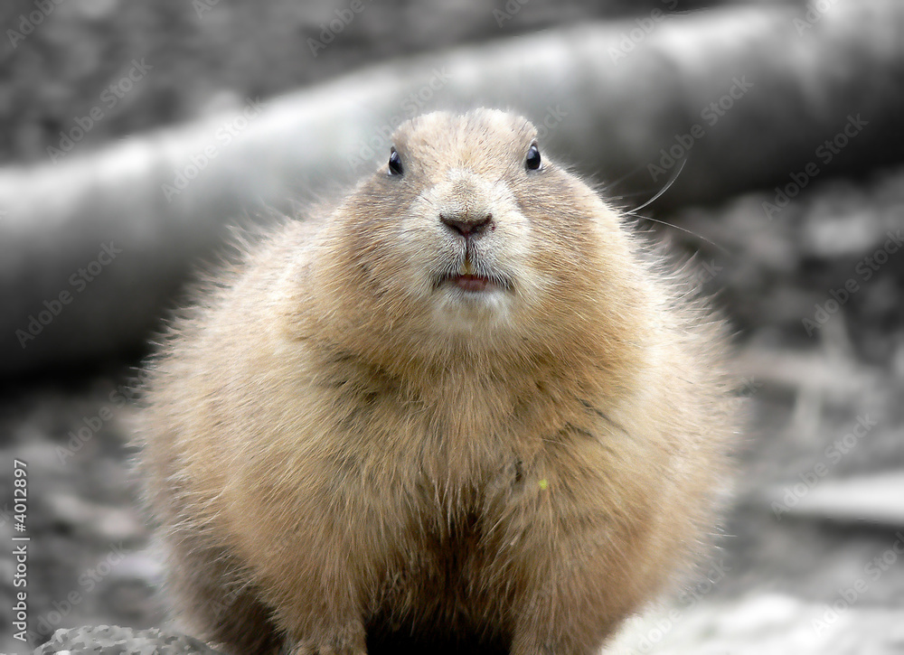 Prairie dog