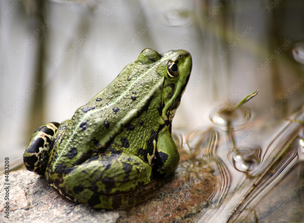 Naklejka premium commen green frog