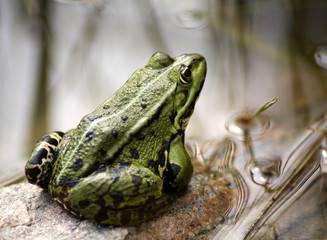 Wandcirkels Kikker Gewone groene kikker in water  © frank Visler