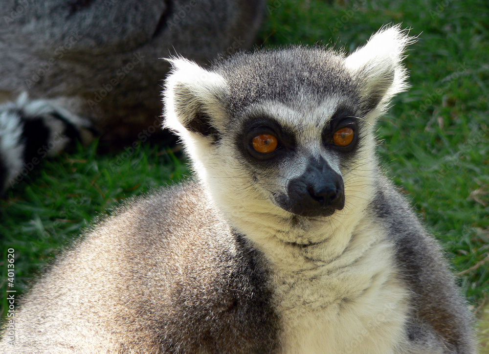 Obraz premium lemur