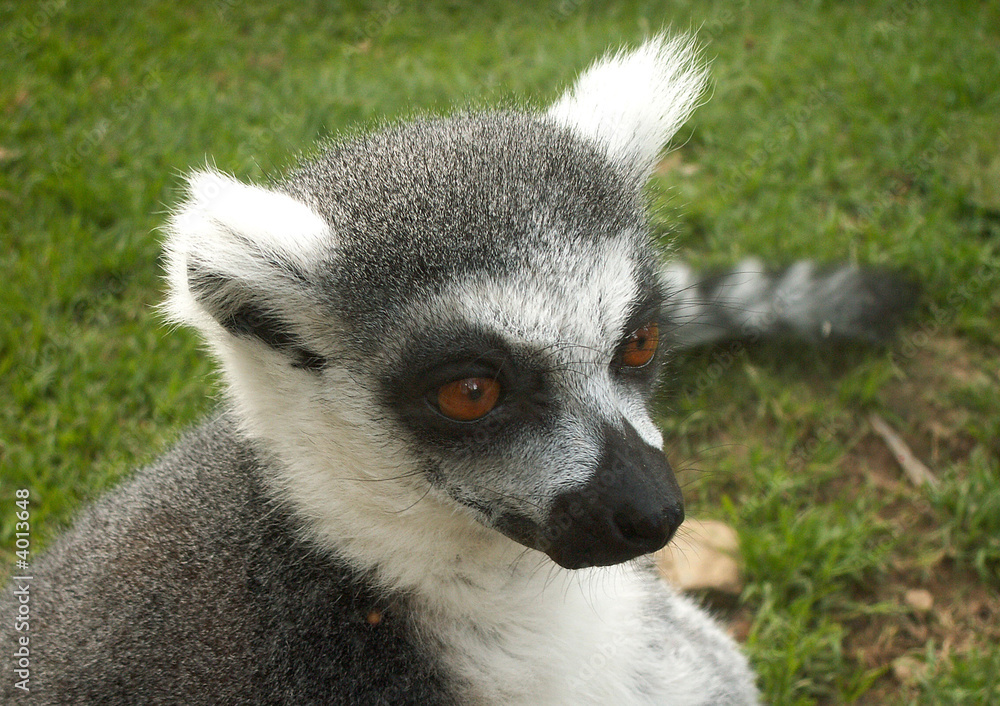 Obraz premium lemur