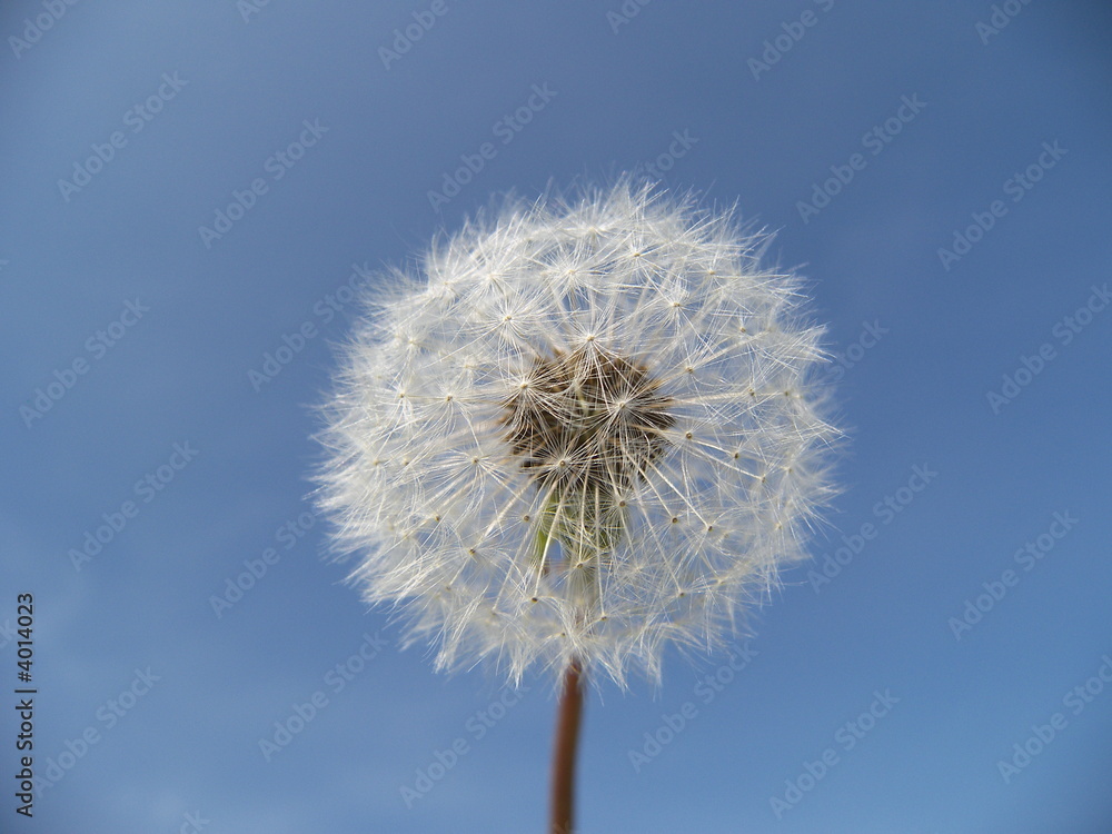 dandelion